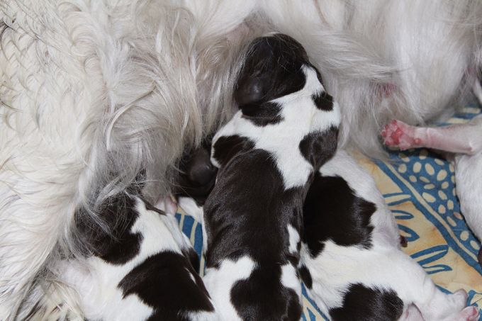 Päätimme tulla ajoissa ja antaa kasvattajalle myös sen kokemuksen että synnymme yön tunteina. Tässä me olemme: kolme muskettisoturia ja prinsessa. 